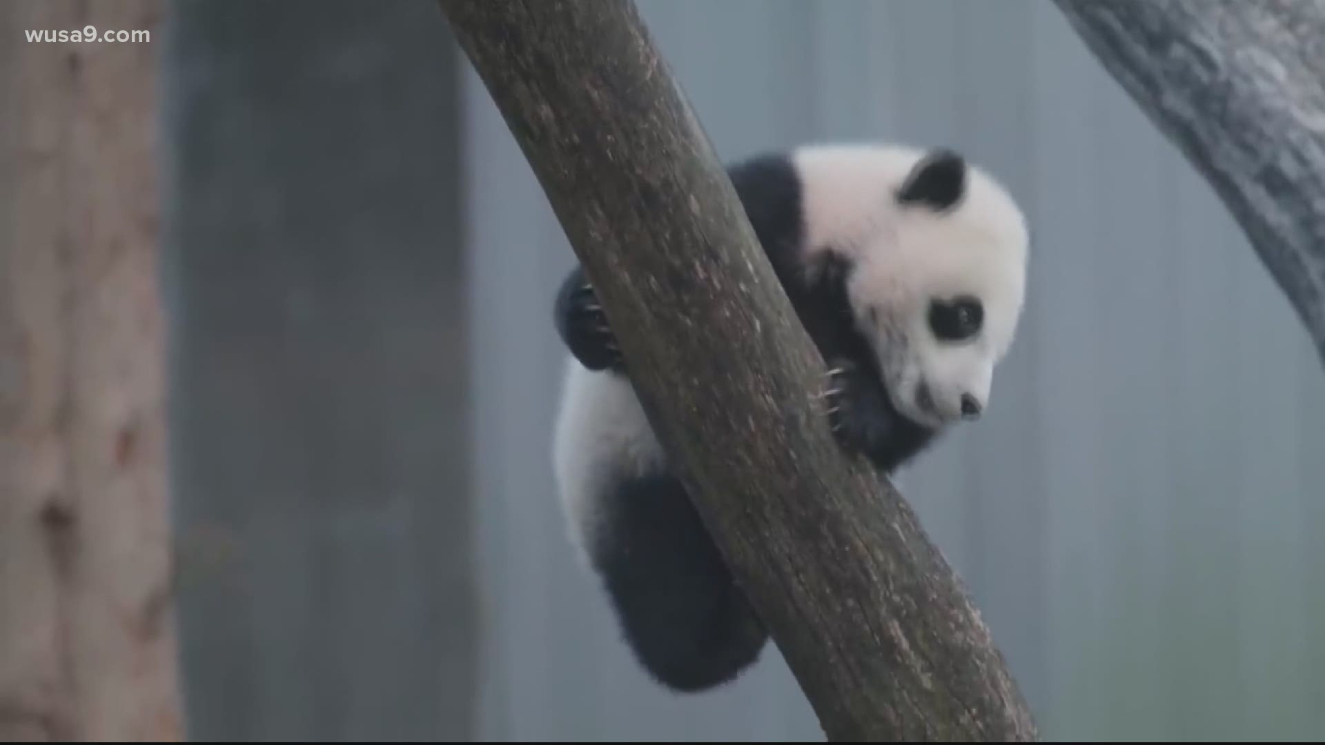 National Zookeepers say in recent days, giant panda cub Xiao Qi Jihe has been heading outside a little for morning climb sometimes with mom, before taking a nap.