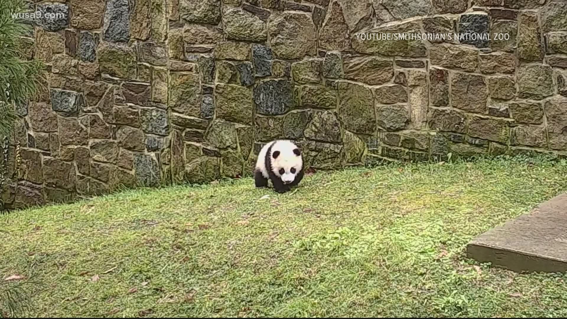 Giant panda cam Smithsonian National Zoo Washington DC | 5newsonline.com