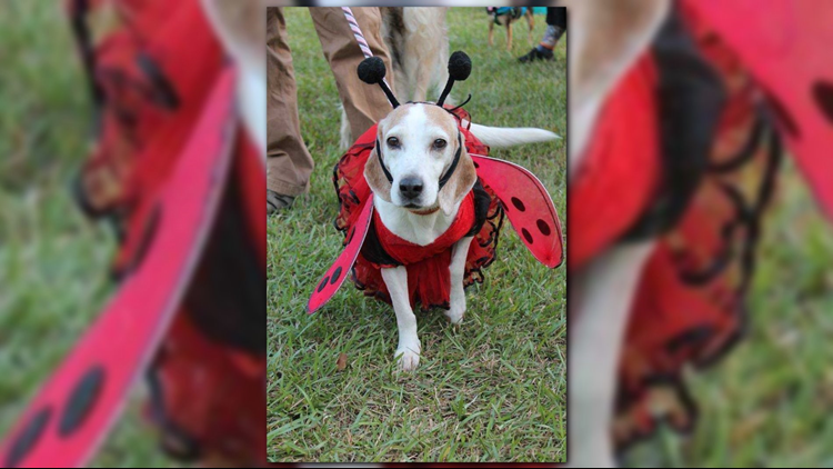 Yip, yip, hooray! Barktoberfest to return to Hampton