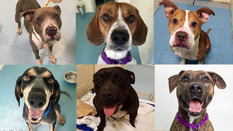 Solving mysteries for a cause: Portsmouth Humane Society to host 'Pub Crawlin' for Clues'