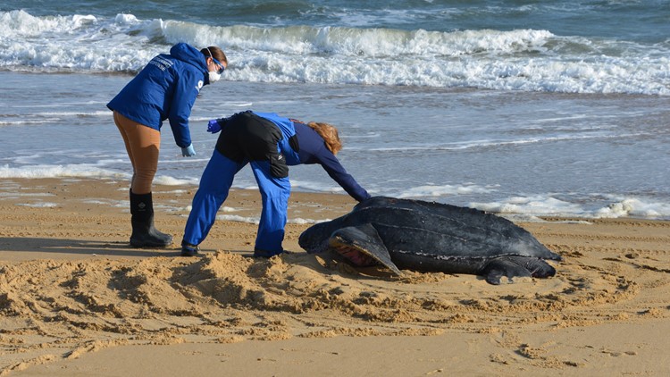 Leatherback Sea Turtle Euthanized After Washing Ashore Twice In Ocean View Weareiowa Com
