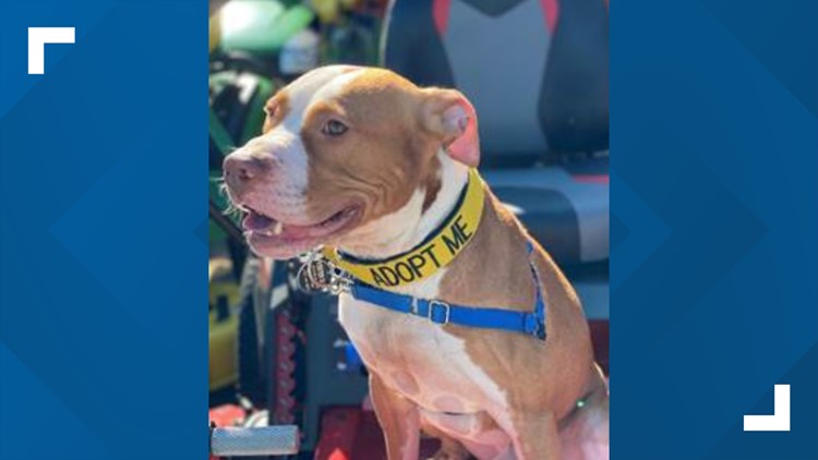 Norfolk Animal Care Center quarantining dogs, limiting intake after CPV exposure