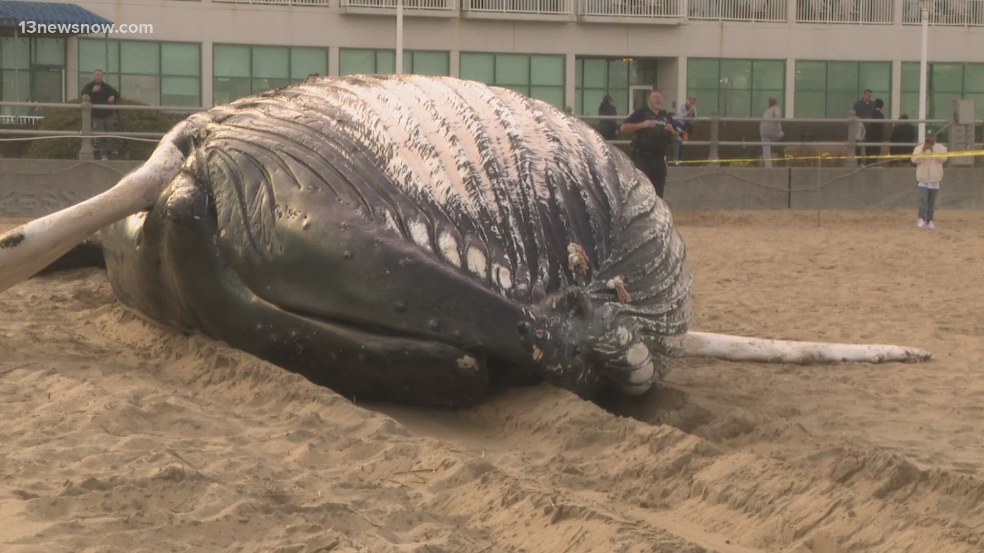 Whale found at Virginia Beach's Oceanfront | fox61.com