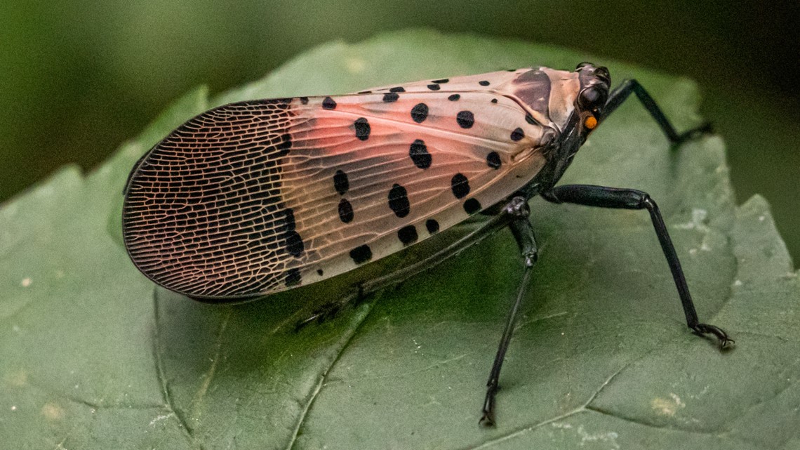 Are spotted lanternflies safe for pets to eat?