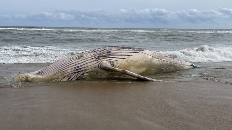Dead whale washes ashore on Avon, NC beach