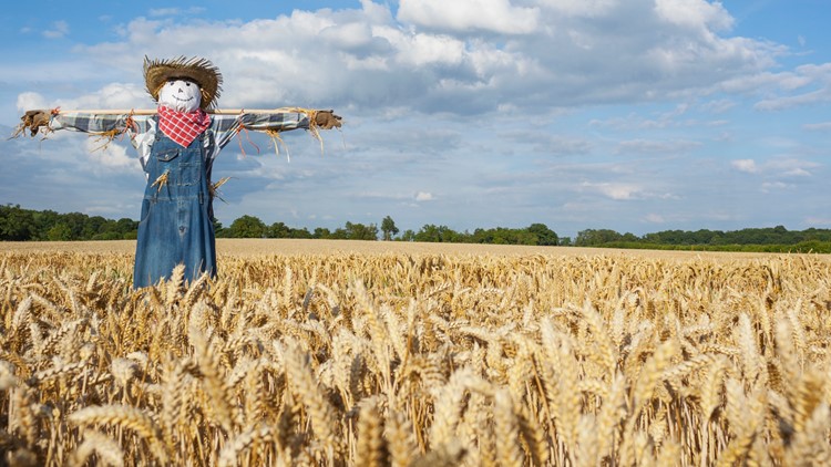 James City County's Harvest Festival will have hayrides, bluegrass music and "scarecrow stuffing"
