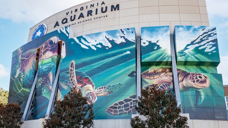 66 feet wide by 38 feet high | Artist finishes Virginia Aquarium turtles mural