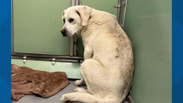 87 animals seized by Gloucester County Animal Control due to inhumane conditions