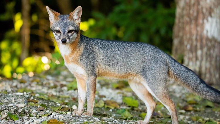 Rabid fox reported in Chesapeake neighborhood