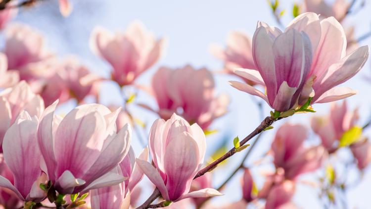 April 2025 weather recap: what records we set