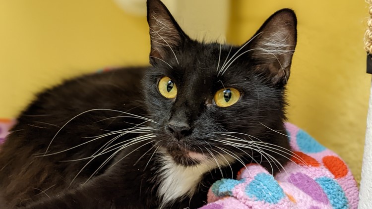 Cat controversy: A change to a Virginia bill has been proposed that would make declawing illegal