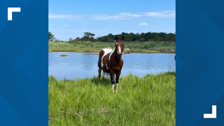 Oldest Chincoteague pony passes away, community mourns