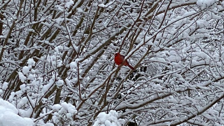 Winter Wonderland! Eastern Virginians, North Carolinians share photos from second snowstorm of 2022