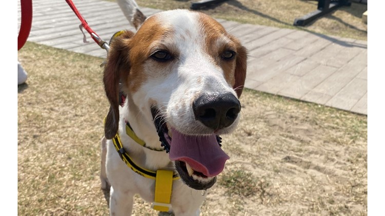 Norfolk SPCA celebrates second 'Salty Dog Beach Walk'