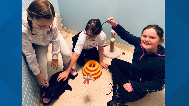 Peninsula SPCA offers 50% off adoption fees for animals over 7-years-old