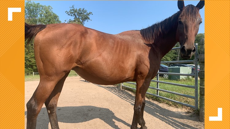 Rare animal program breeds special connection between Colonial Williamsburg and Queen Elizabeth II