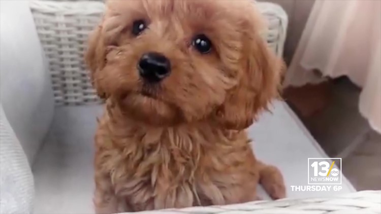 'They will get exposed' | Virginia woman files FBI complaint against dog breeder who took money online but never delivered