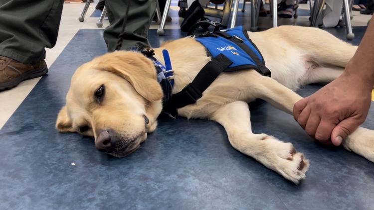 School in Suffolk welcomes 'Mutts With A Mission' dog to help students, staff