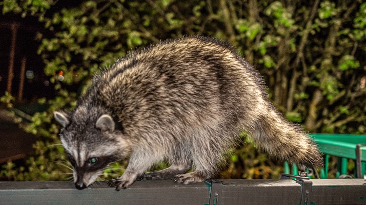 Rabid raccoon found near Denbigh High School in Newport News