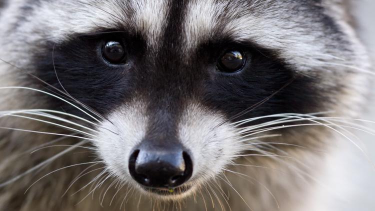 Pet dog catches raccoon infected with rabies in Suffolk