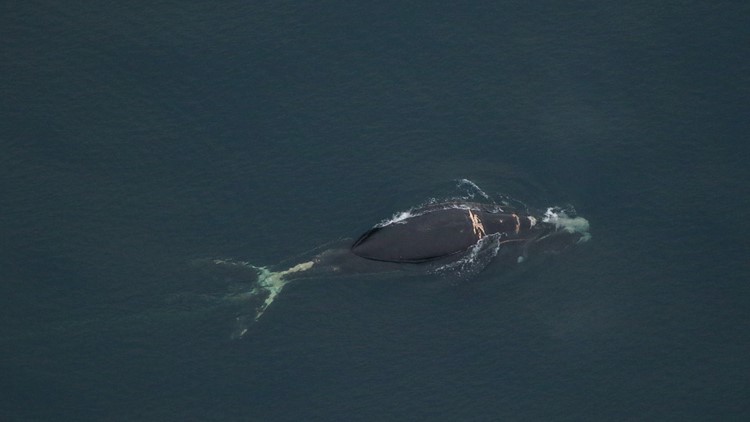 Entangled right whale found off Outer Banks coast, NOAA says