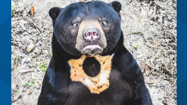 Virginia Zoo euthanizes 15-year-old Sun bear whose gallbladder cancer had spread