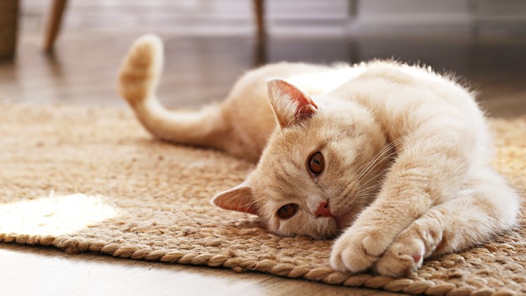 Norfolk Animal Care Center waives adoption fees through Nov. 30