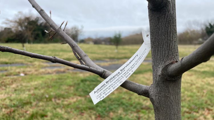 Newport News Green Foundation addresses food insecurity by planting food forest
