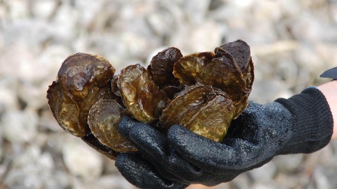 Two deaths in Florida linked to raw oysters from Louisiana - Vimarsana News