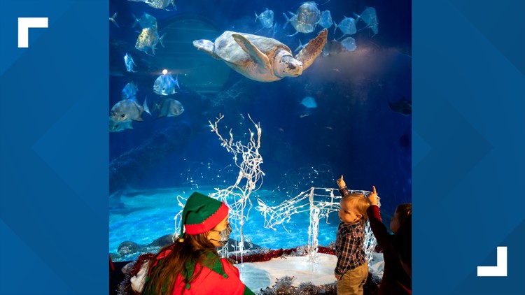 'Holi-Rays' returns for a swimming good time at Virginia Aquarium