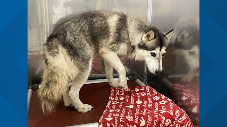 Lemonade stand aims to raise money for neglected husky dogs in Virginia
