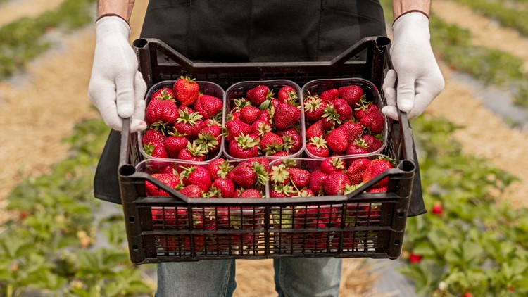 Virginia Beach farmer gives advice in wake of FDA report on organic strawberries