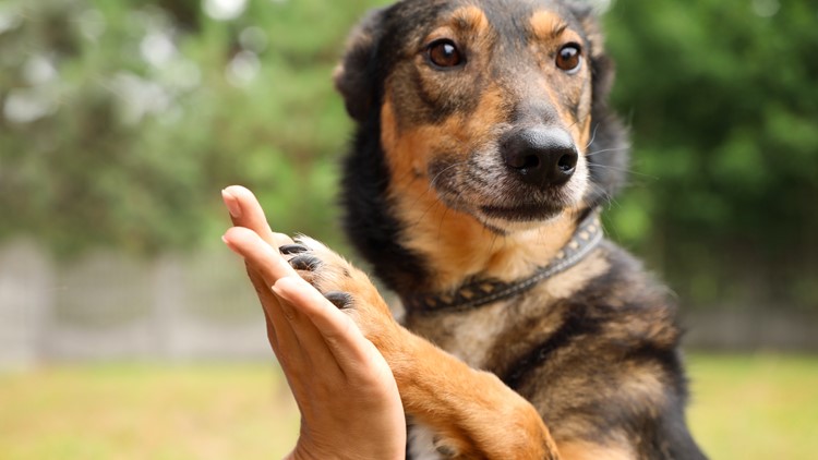 Portsmouth Humane Society waives adoption fees, offers 2-week fostering option