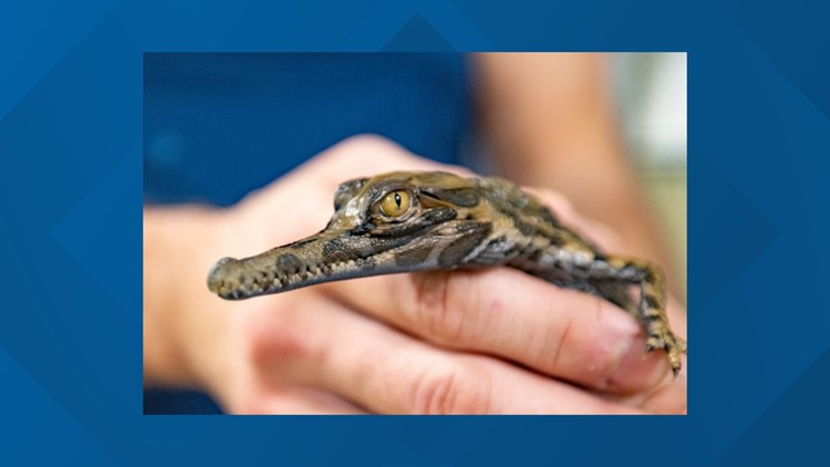 Threatened crocodile species hatches at Virginia Aquarium