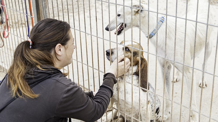 VBSPCA seeks donations while handling pipe issues, closes for the day