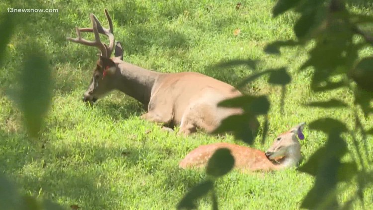 THP urging caution as deer mating season puts drivers at risk THP urging caution as deer mating season puts drivers at risk