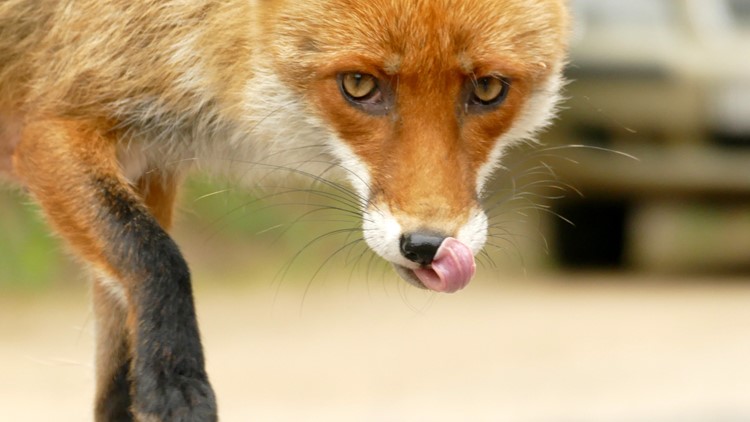 Rabid fox attacks two dogs in Harbour View section of Suffolk