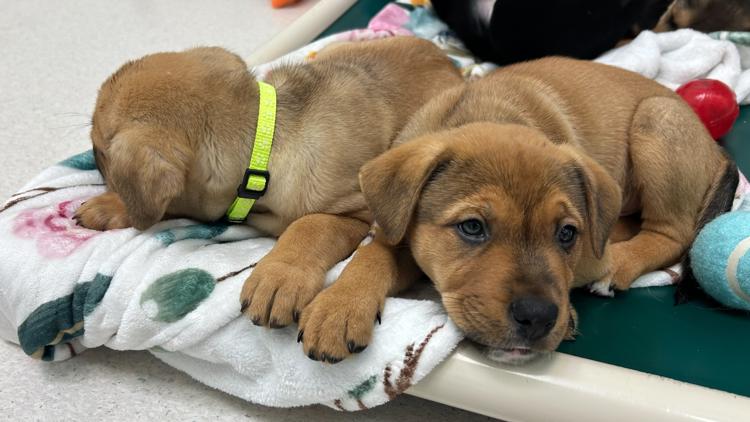 Virginia Beach animal rescue overwhelmed, completely full after 15 animals returned in 2 months