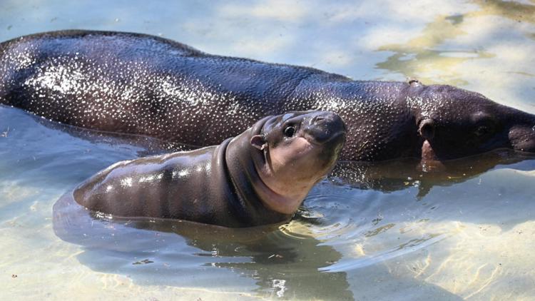 Poppy the pigmy hippo makes her outdoor debut at the Metro Richmond Zoo