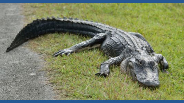3 cited for alligator harvesting violations in St. Mary and St. Martin parishes