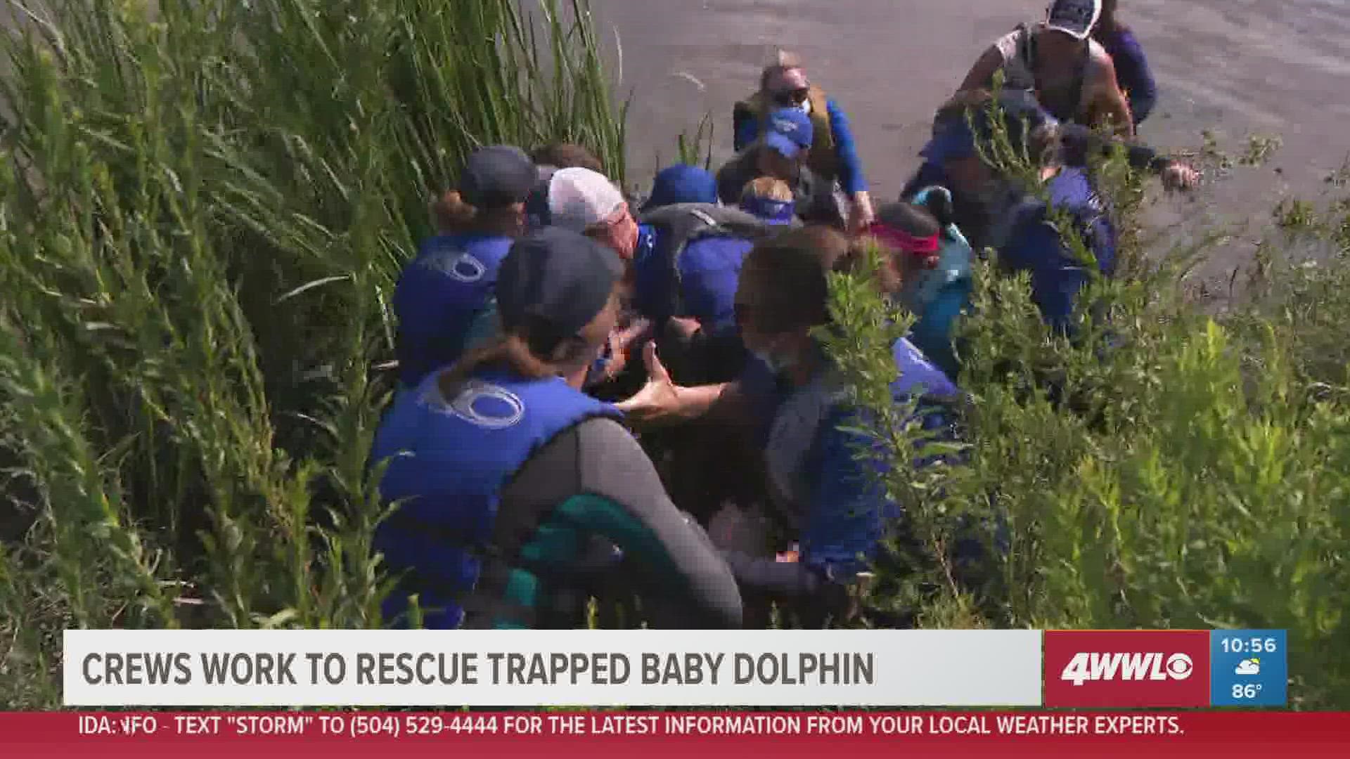 SeaWorld's John Peterson flew in to Slidell to help rescue the dolphin. He says the baby dolphin is doing great!