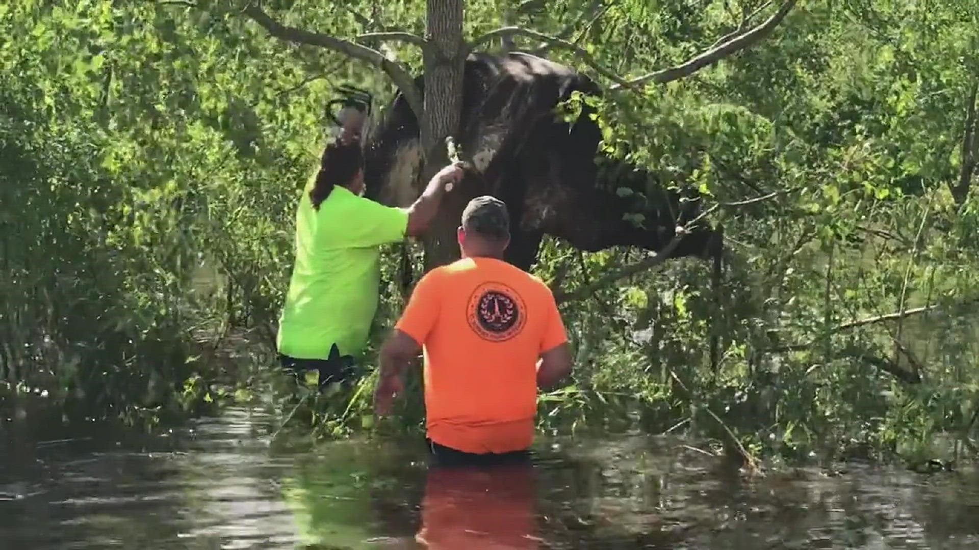 Cow rescued from tree in St. Bernard Parish