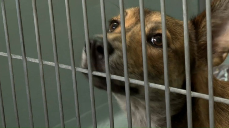 Louisiana SPCA addresses concerns over private donation use as stray animal numbers rise