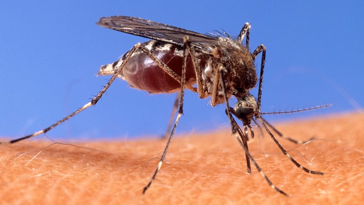 Third human West Nile virus case in 2022 reported in Shelby County