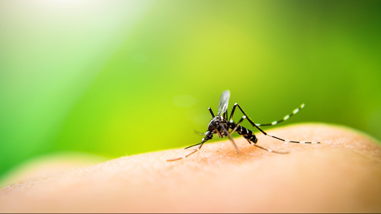 Mosquito tests positive for West Nile in Atlanta's Grant Park neighborhood