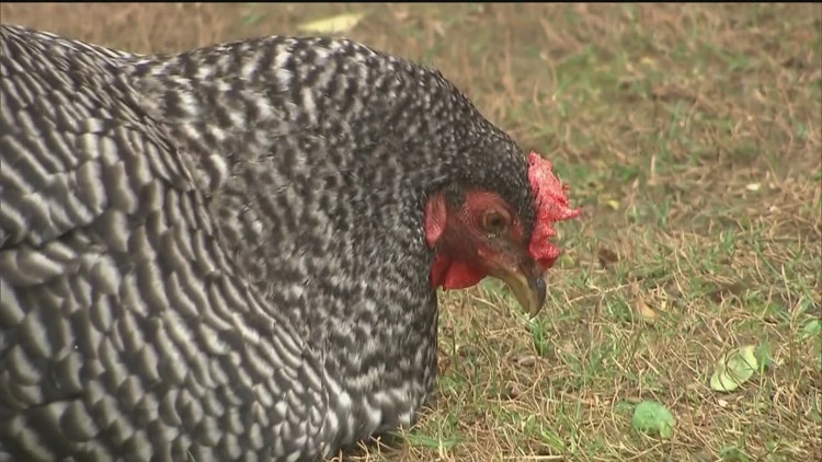 State officials confirm case of bird flu at North Georgia poultry operation