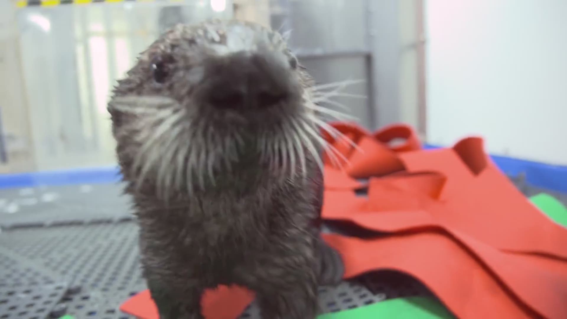 Meet rescued sea otter pups Mara and Gibson - the newest arrivals at Georgia Aquarium.