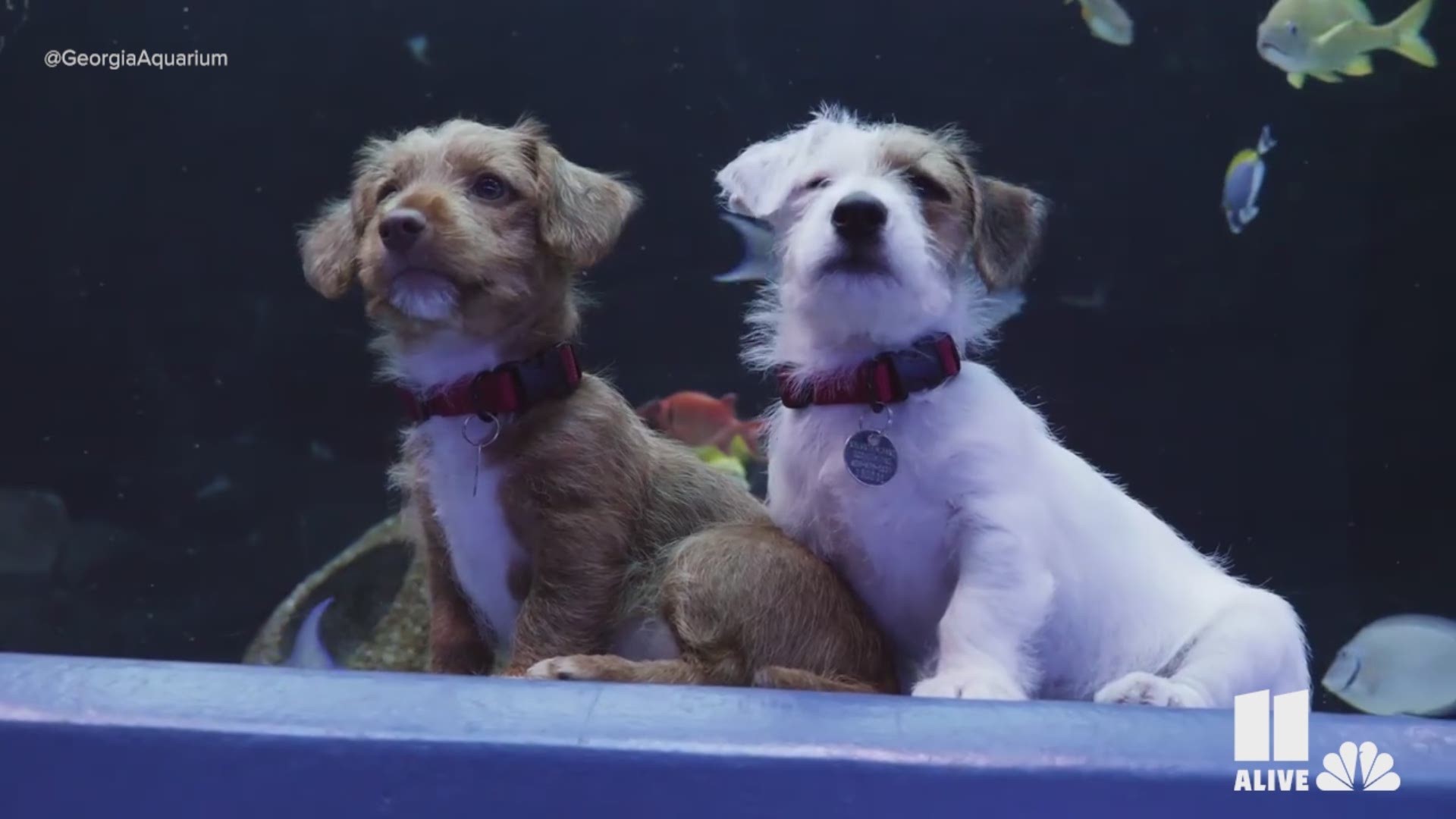 Atlanta Humane Society treated two puppies, Carmel and Odie, who are currently in foster homes, for an afternoon to explore our Ocean Voyager gallery.