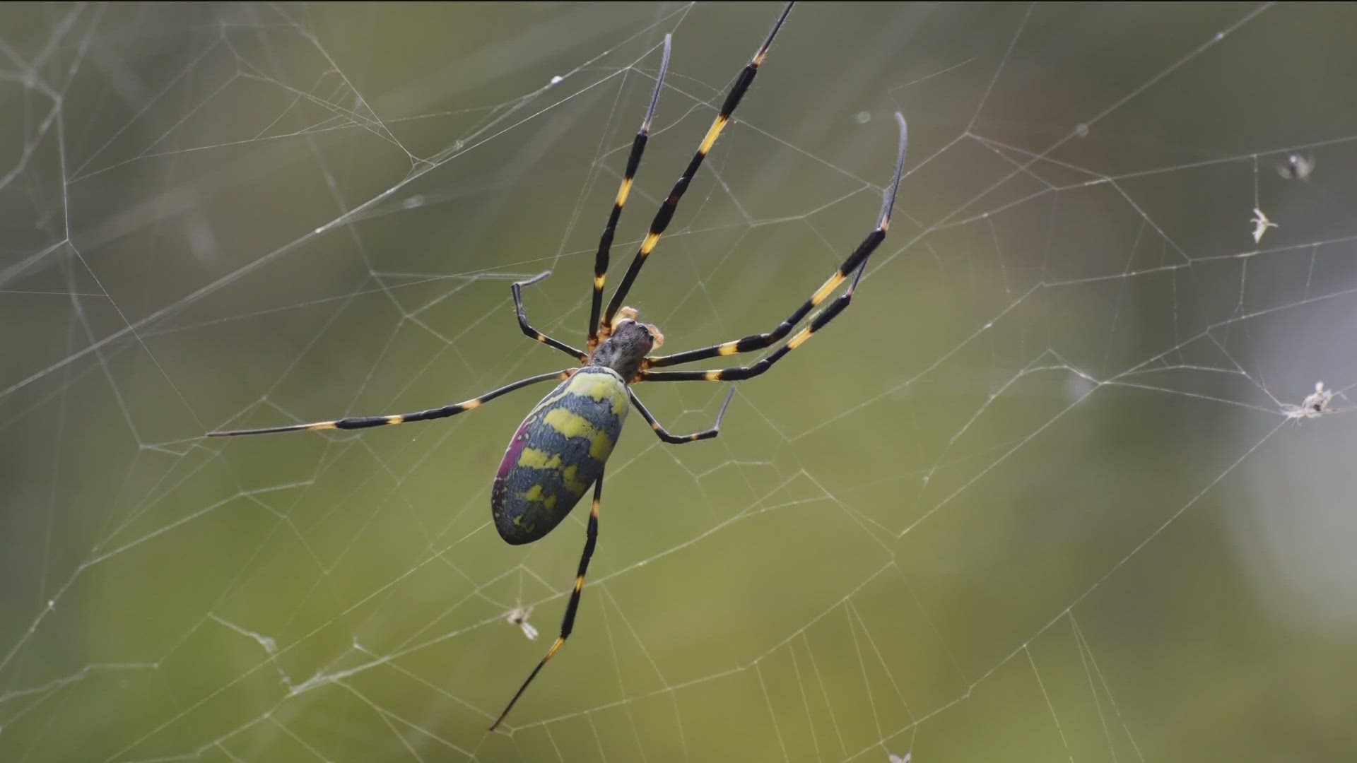 Joro spider in Georgia | What to know about the bright crawlers | fox43.com