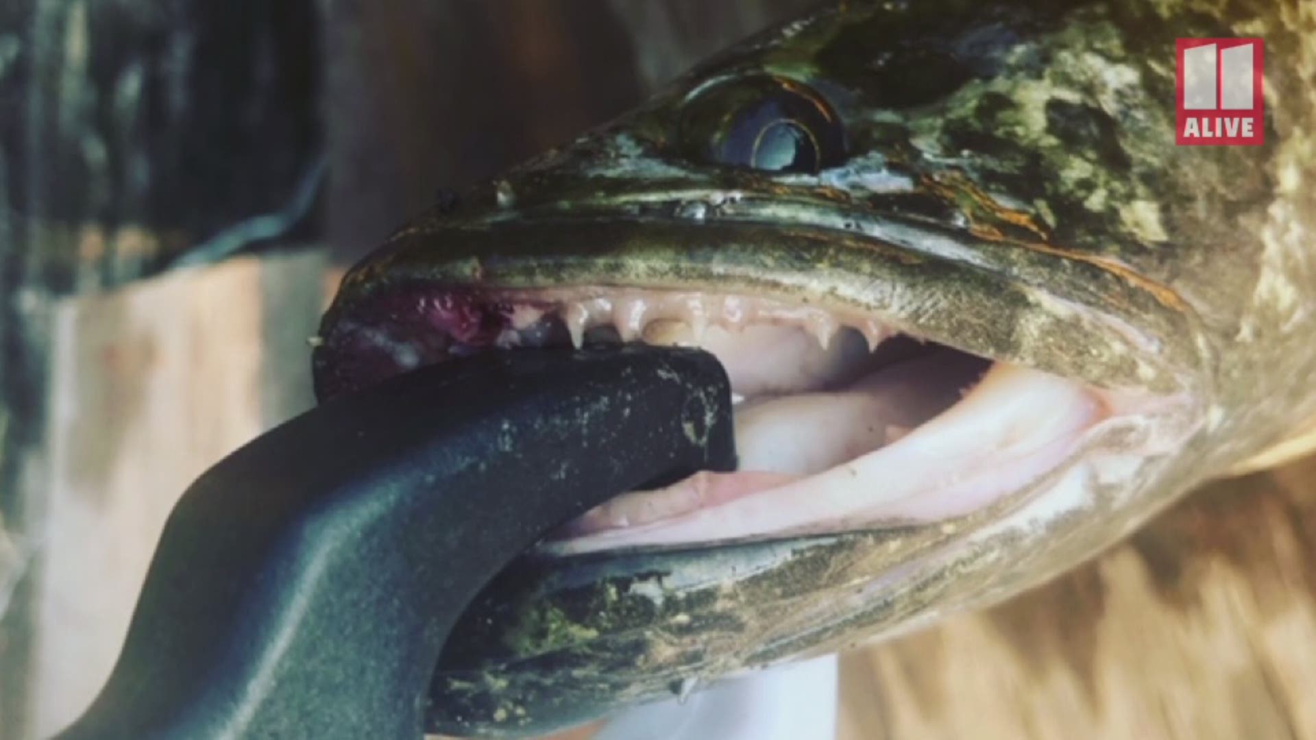 Hear from the fisherman who caught the creature who can breath in land and on water and why the DNR says you should kill Northern Snakehead Fish IMMEDIATELY!
